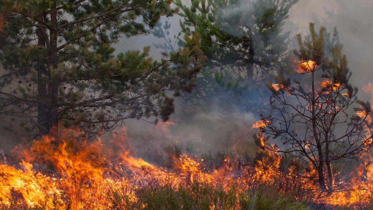 Aquecimento global tornou incêndios no sul mais frequentes e intensos (Imagem: Getty Images via Canva)