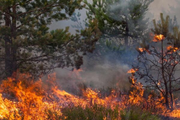 Aquecimento global tornou incêndios no sul mais frequentes e intensos (Imagem: Getty Images via Canva)