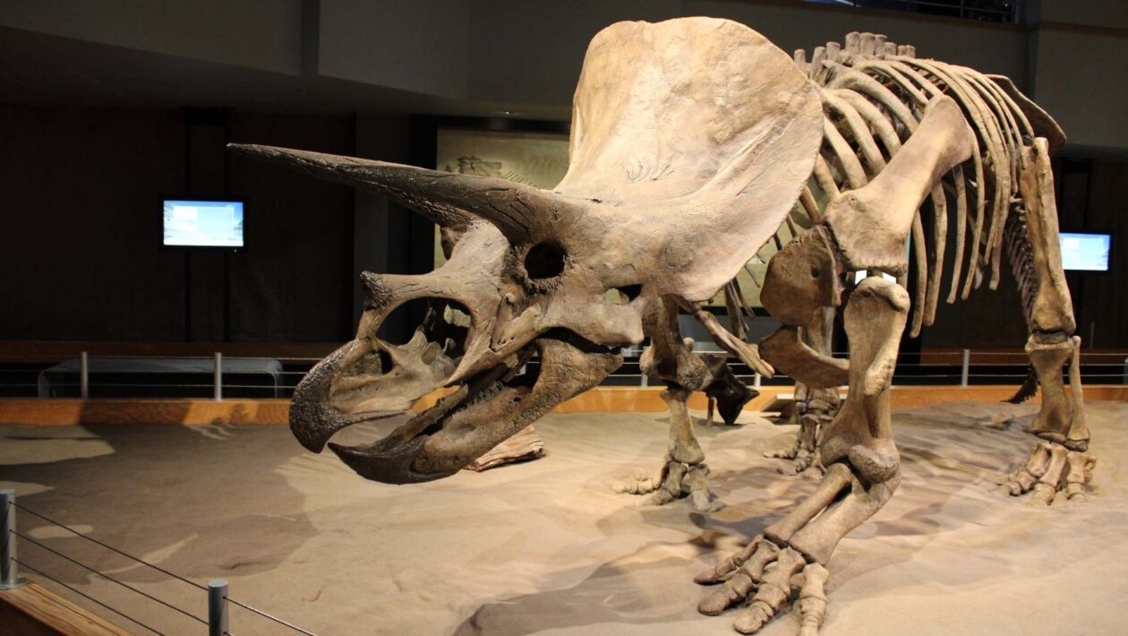 Nariz do Triceratops ajudava a resfriar a cabeça (Imagem: Pixabay via Canva)