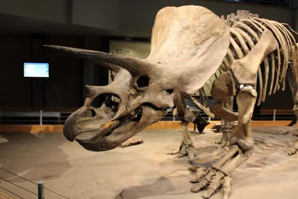 Nariz do Triceratops ajudava a resfriar a cabeça (Imagem: Pixabay via Canva)