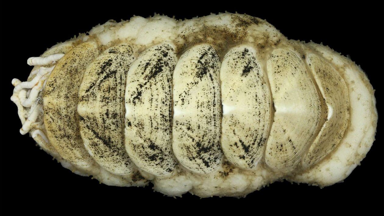 Molusco misterioso é encontrado a mais de 5.000 metros de profundidade (Imagem: Senckenberg Ocean Species Alliance)