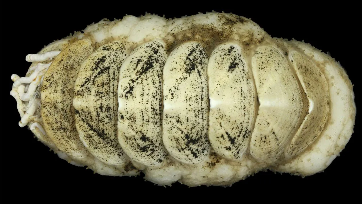 Molusco misterioso é encontrado a mais de 5.000 metros de profundidade (Imagem: Senckenberg Ocean Species Alliance)