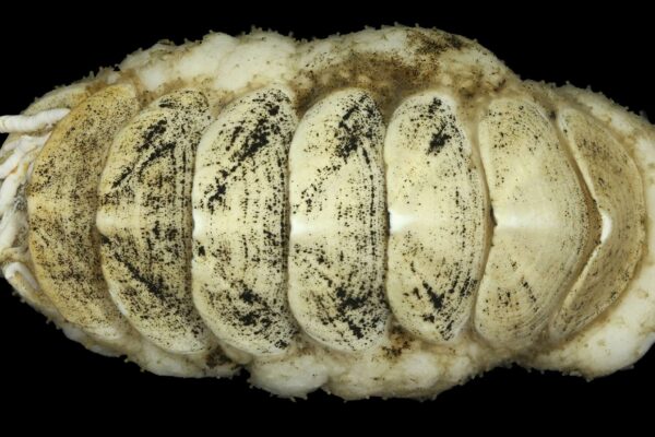 Molusco misterioso é encontrado a mais de 5.000 metros de profundidade (Imagem: Senckenberg Ocean Species Alliance)