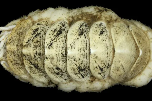 Molusco misterioso é encontrado a mais de 5.000 metros de profundidade (Imagem: Senckenberg Ocean Species Alliance)
