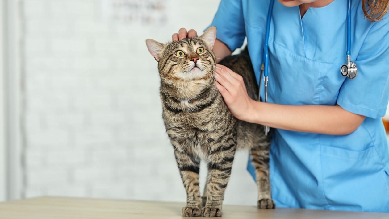Genes do câncer felino se parecem com humanos. (Foto: Pixelshot via Canva)