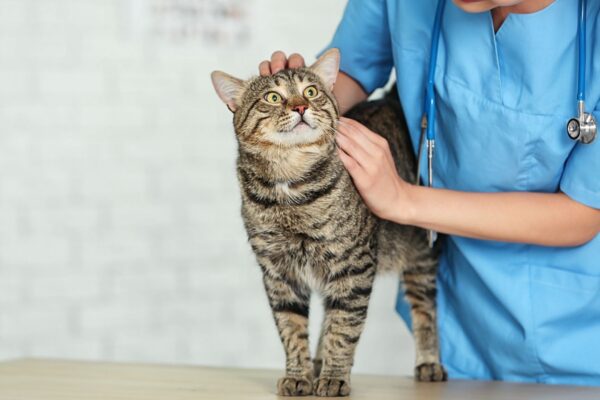 Genes do câncer felino se parecem com humanos. (Foto: Pixelshot via Canva)