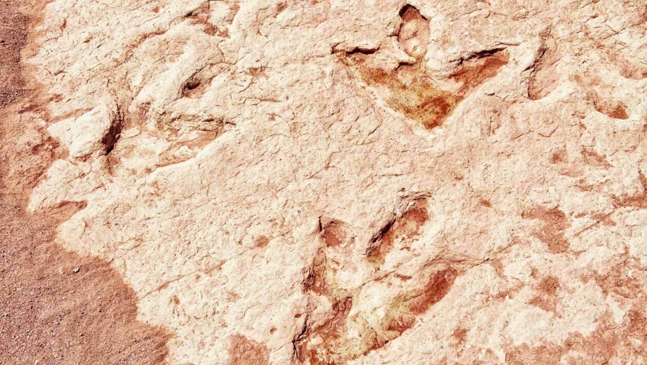 IA revela pegadas de dinossauros e as aves mais antigas do mundo (Imagem: Getty Images via Canva)