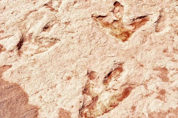 IA revela pegadas de dinossauros e as aves mais antigas do mundo (Imagem: Getty Images via Canva)