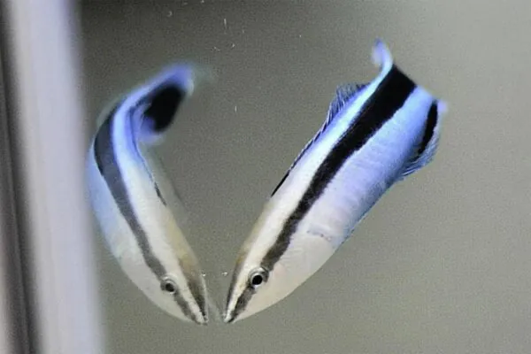 Peixe-limpador surpreende com teste do espelho (Imagem: Universidade Metropolitana de Osaka)