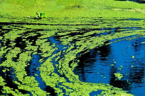 Plásticos fósseis aumentam algas tóxicas e ameaçam ecossistemas aquáticos (Imagem: Getty Images via Canva)