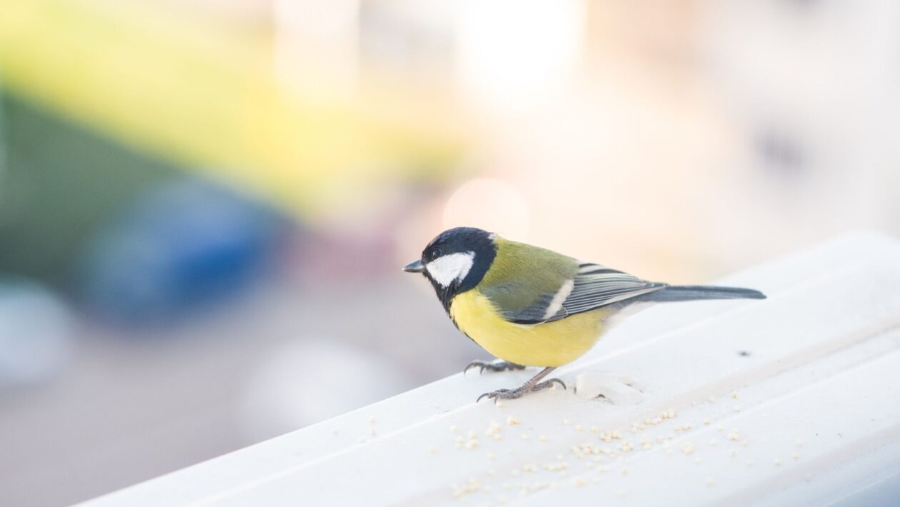 Poluição sonora ameaça aves, mas soluções urbanas podem reverter o impacto (Imagem: Getty Images via Canva)
