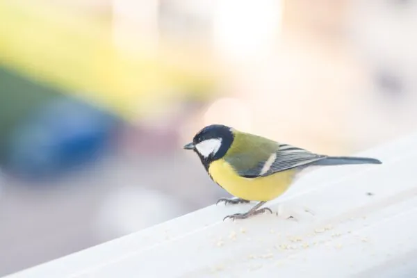 Poluição sonora ameaça aves, mas soluções urbanas podem reverter o impacto (Imagem: Getty Images via Canva)