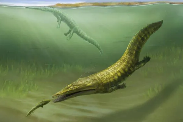 Anfíbios marinhos primitivos, Erythrobatrachus e Aphaneramma, cruzam antiga costa australiana há 250 milhões de anos (Imagem: Pollyanna von Knorring / Museu Sueco de História Natural)