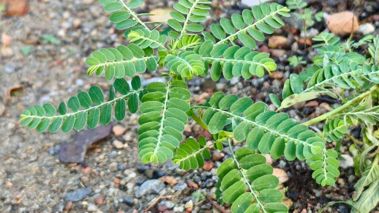 Quebra-pedra vira fitoterápico do SUS. (Foto: DesignNFMR via Canva)
