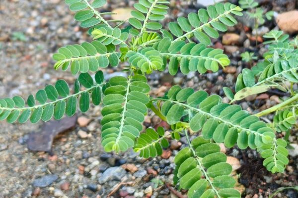 Quebra-pedra vira fitoterápico do SUS. (Foto: DesignNFMR via Canva)