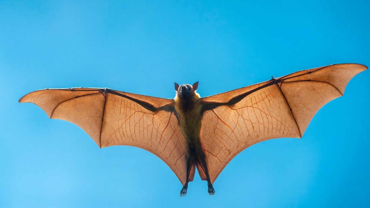 Raposa-voadora: o que a ciência diz sobre o vírus Nipah (Imagem: Getty Images via Canva)