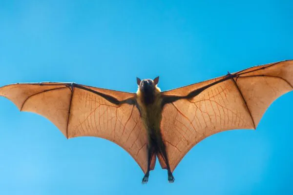 Raposa-voadora: o que a ciência diz sobre o vírus Nipah (Imagem: Getty Images via Canva)