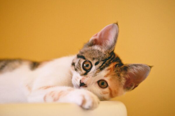 O ronronar do seu gato é único, como uma impressão digital sonora (Imagem: Pexels via Canva)