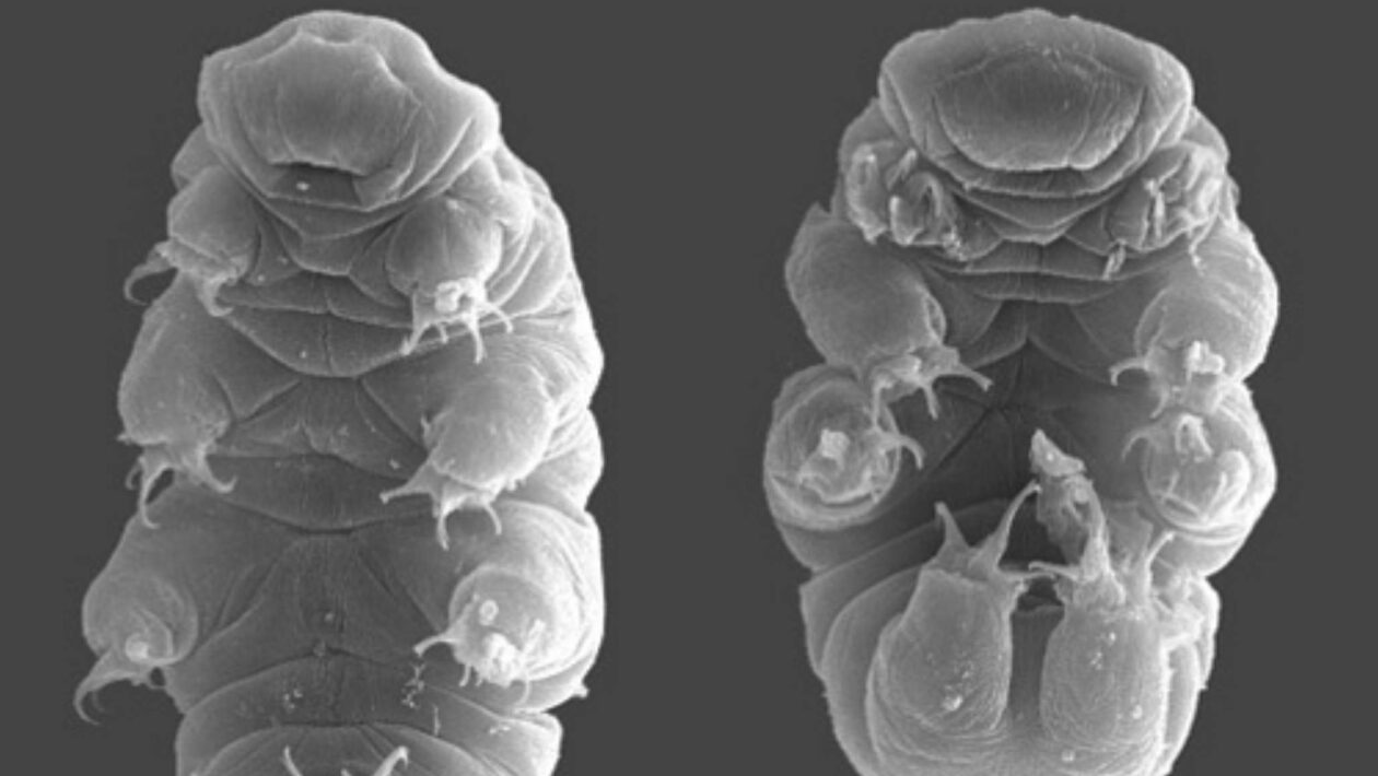 Vida microscópica mostra resistência extrema mesmo em condições impossíveis (Imagem: Willow Gabriel, Goldstein Lab)