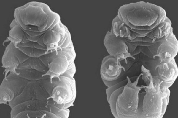 Vida microscópica mostra resistência extrema mesmo em condições impossíveis (Imagem: Willow Gabriel, Goldstein Lab)