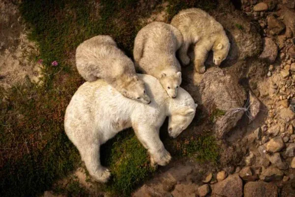 Ursa polar e filhotes descansam na lama sob calor extremo do verão (Imagem: Christopher Paetkau / Fotógrafo de Vida Selvagem do Ano)