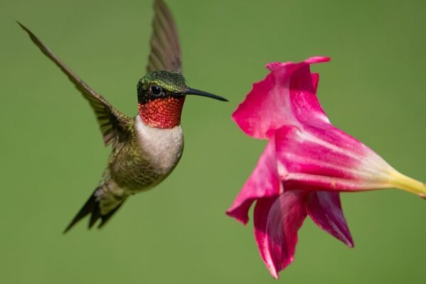 Néctar com etanol revela adaptação surpreendente de abelhas e beija-flores. (Imagem: Getty Images via Canva)