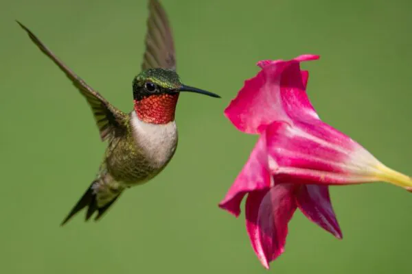 Néctar com etanol revela adaptação surpreendente de abelhas e beija-flores. (Imagem: Getty Images via Canva)