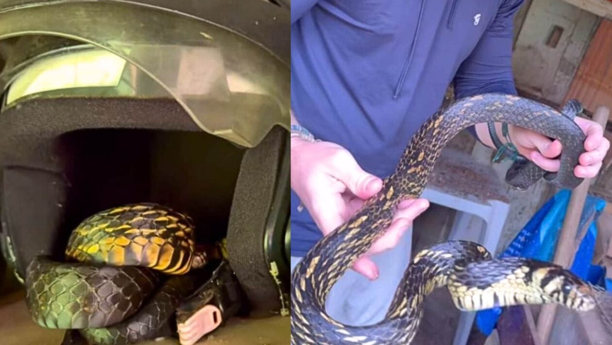 Cobra rápida é encontrada dentro de capacete (Imagem: Christian Raboch Lempek/ Reprodução)