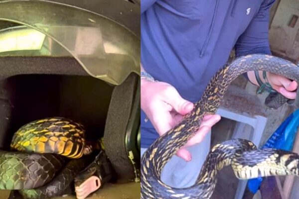 Cobra rápida é encontrada dentro de capacete (Imagem: Christian Raboch Lempek/ Reprodução)