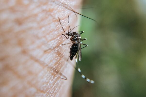 Mosquito Aedes aegypti é transmissor da doença. (Foto: Pexels via Canva)