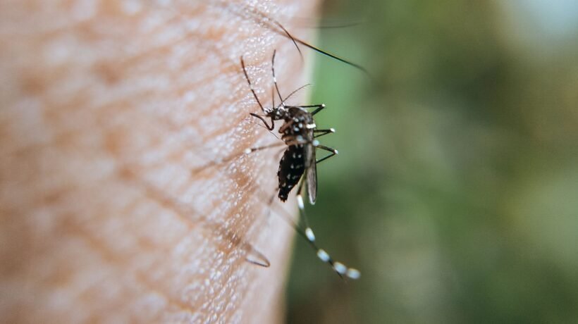 Mosquito Aedes aegypti é transmissor da doença. (Foto: Pexels via Canva)