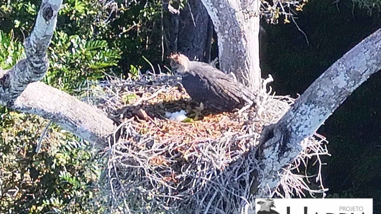 Filhote de harpia nasce na Bahia e anima conservação da Mata Atlântica (Imagem: Projeto Harpia Mata Atlântica/ Divulgação)