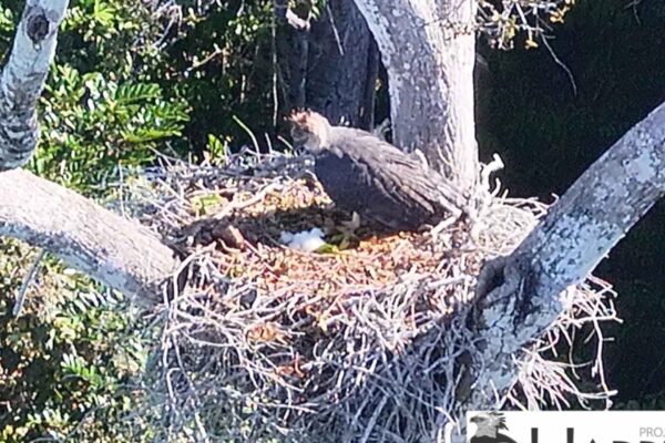 Filhote de harpia nasce na Bahia e anima conservação da Mata Atlântica (Imagem: Projeto Harpia Mata Atlântica/ Divulgação)