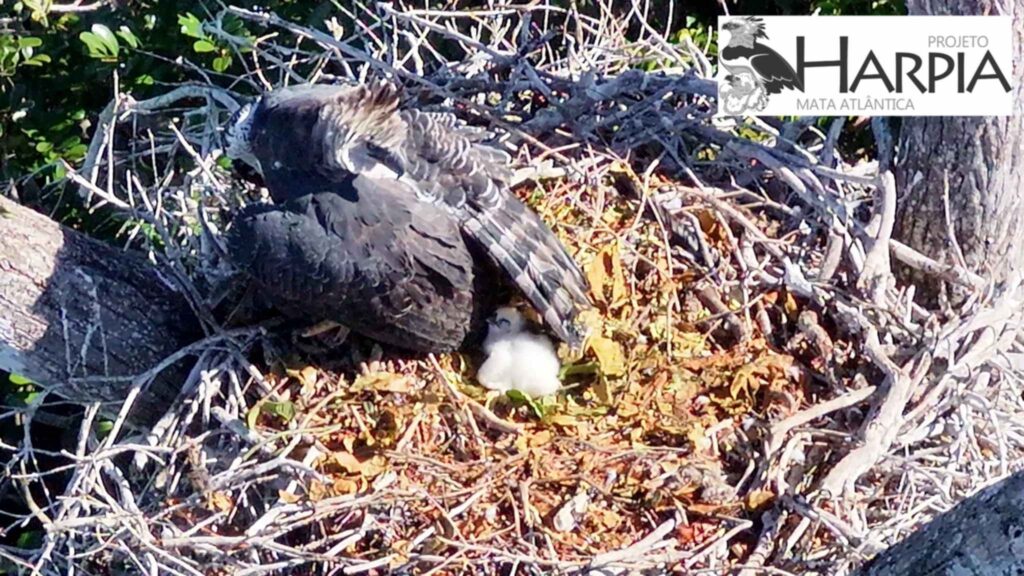 Nascimento raro de harpia traz esperança para a fauna brasileira (Imagem: Projeto Harpia Mata Atlântica/ Divulgação)
