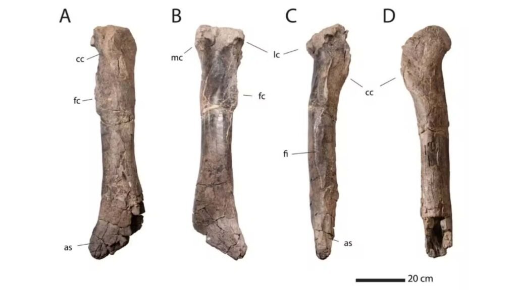 Tíbia gigante do tiranossauro indica predador mais robusto que muitos T. rex conhecidos (Imagem: Scientific Reports/Longrich et al.) 
