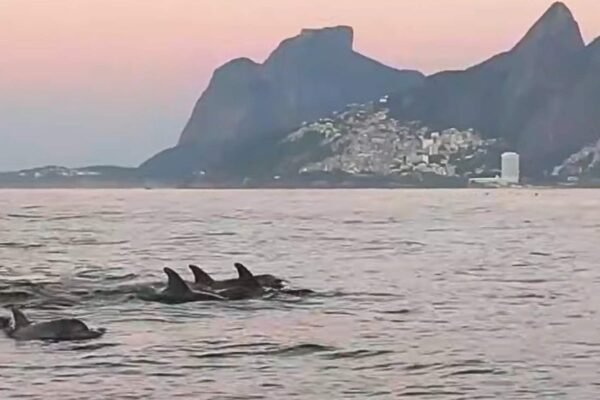 Golfinhos com filhotes encantam e indicam mar saudável no Rio (Imagem: Gabriel Klabin/ Reprodução)