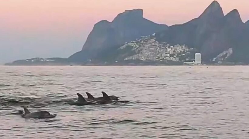 Golfinhos com filhotes encantam e indicam mar saudável no Rio (Imagem: Gabriel Klabin/ Reprodução)