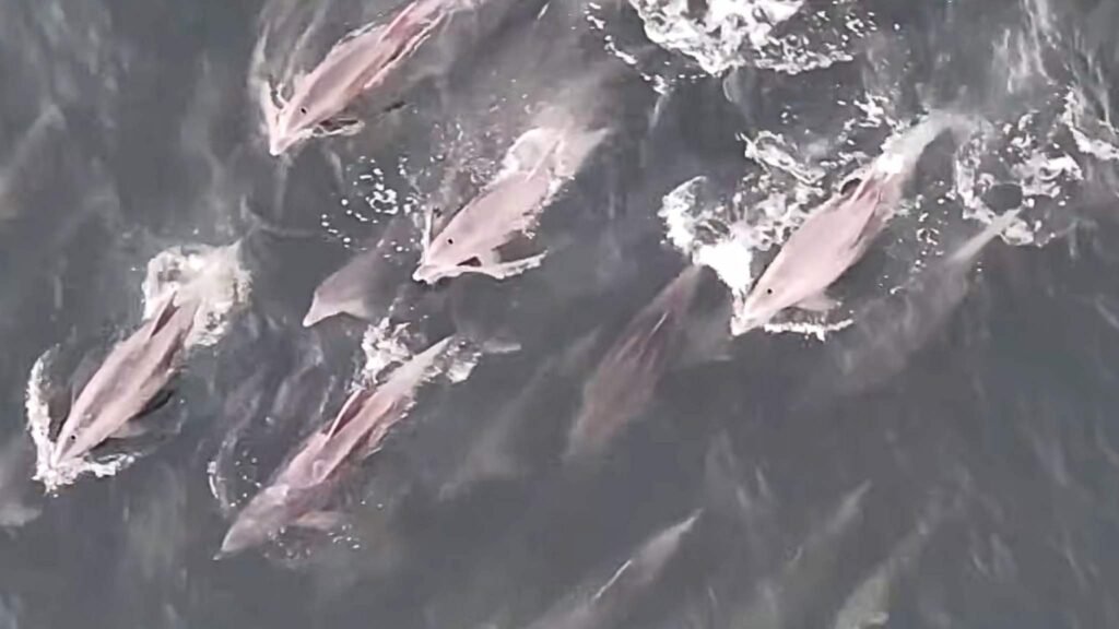 Presença de golfinhos revela equilíbrio ambiental no litoral carioca (Imagem: Gabriel Klabin/ Reprodução)
