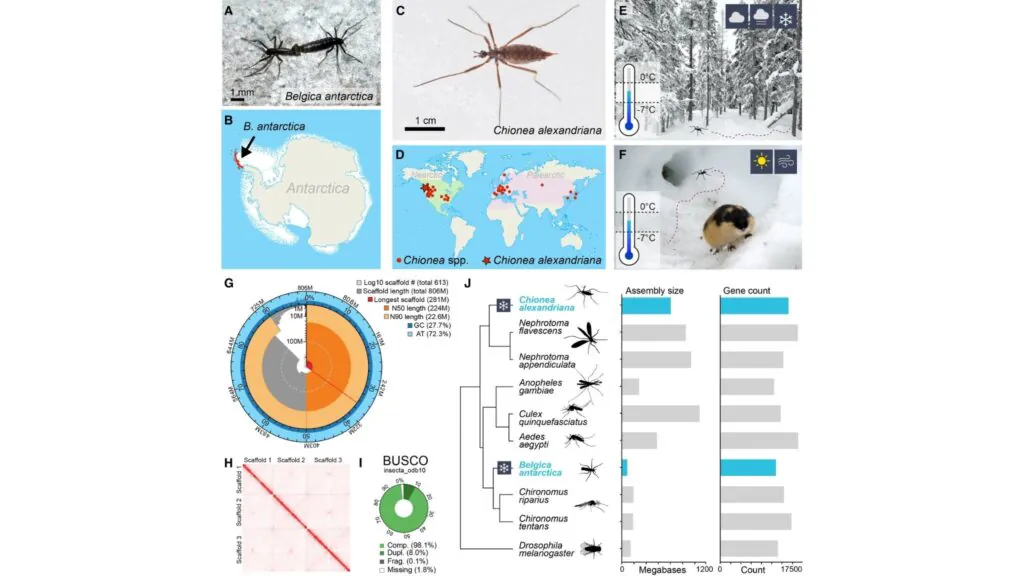 Montagem genômica de Chionea alexandriana revela cromossomos, genes e adaptações ao frio (Imagem: Matthew Capek et al./ Current Biology, 2026/ CC BY-SA 4.0)