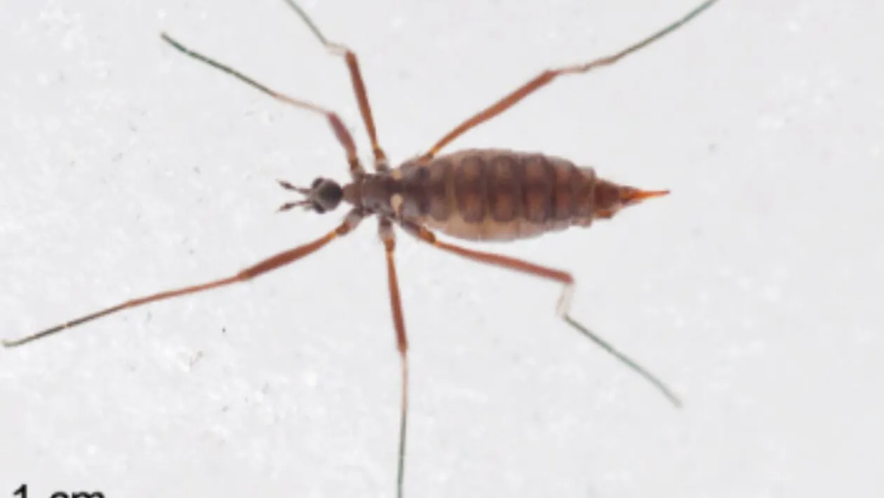 Mosca-da-neve revela habilidade chocante para viver abaixo de zero (Imagem: Matthew Capek et al./ Current Biology, 2026/ CC BY-SA 4.0)