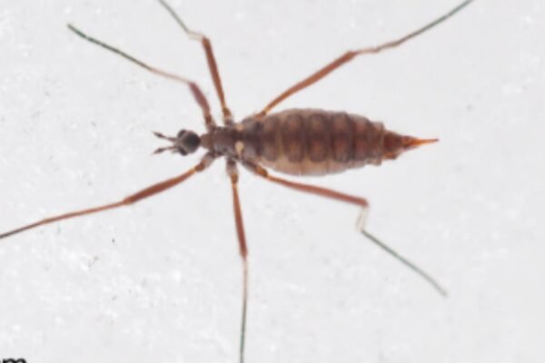 Mosca-da-neve revela habilidade chocante para viver abaixo de zero (Imagem: Matthew Capek et al./ Current Biology, 2026/ CC BY-SA 4.0)