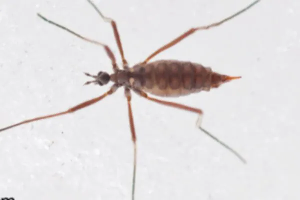 Mosca-da-neve revela habilidade chocante para viver abaixo de zero (Imagem: Matthew Capek et al./ Current Biology, 2026/ CC BY-SA 4.0)