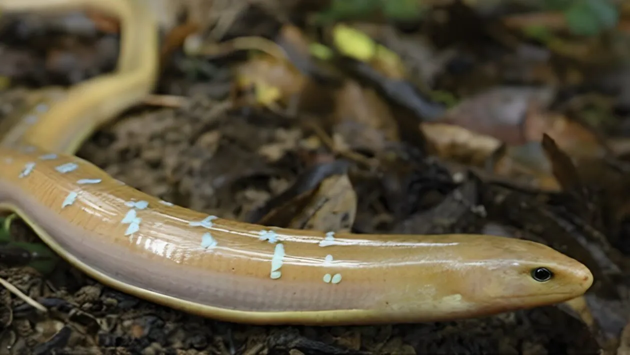 Coloração do lagarto sem patas combina camuflagem e sinalização sexual surpreendente (Imagem: Yu-Jhen Liang)