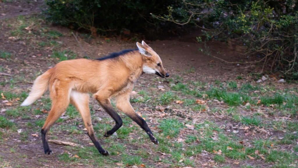 Pernas longas e dieta curiosa fazem do lobo-guará um animal único (Imagem: Getty Images via Canva)

