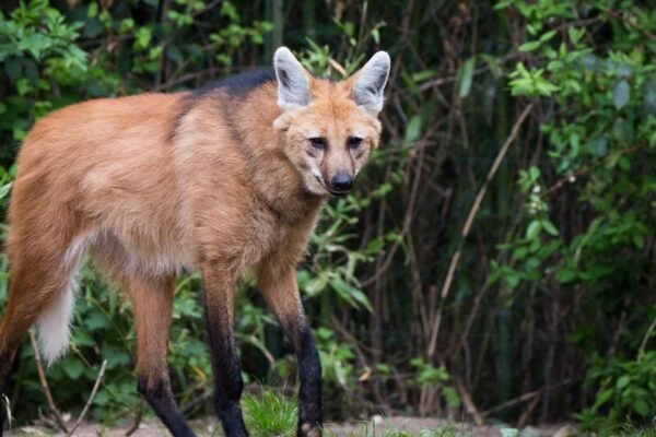 Lobo-guará: o guardião silencioso das paisagens do Cerrado (Imagem: Getty Images via Canva)