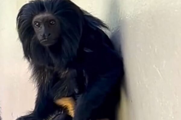 Filhote raro de mico-leão-preto nasce e reacende esperança na conservação (Imagem: Cecfau/ Reprodução)