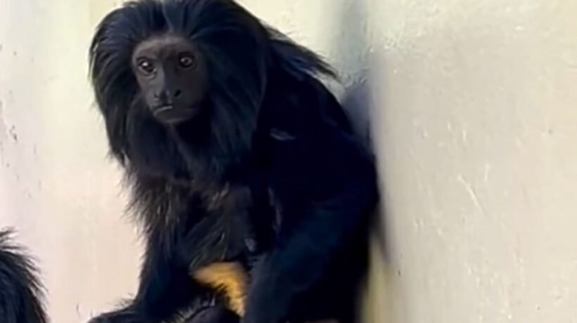 Filhote raro de mico-leão-preto nasce e reacende esperança na conservação (Imagem: Cecfau/ Reprodução)