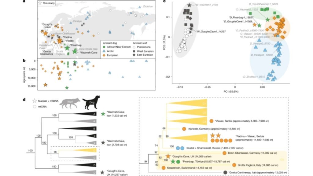 Mapa e análises genéticas mostram distribuição, tempo e evolução de cães antigos e lobos eurasiáticos (Imagem: Marsh, WA, Scarsbrook, L., Yüncü, E. et al./ Nature 651 , 995–1003 (2026)/ CC BY-SA 4.0)