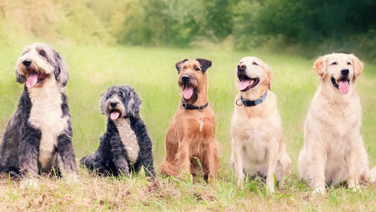 Nova análise genética desvenda evolução dos primeiros cães (Imagem: Getty Images via Canva)