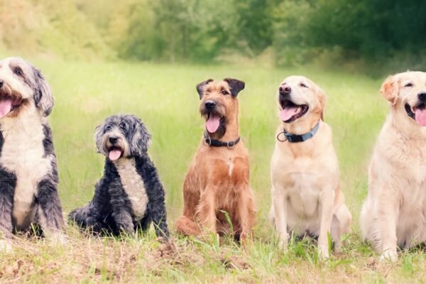 Nova análise genética desvenda evolução dos primeiros cães (Imagem: Getty Images via Canva)